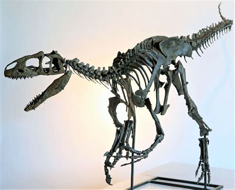 Arriba Imagen Allosaurus Fossil Abzlocal Mx