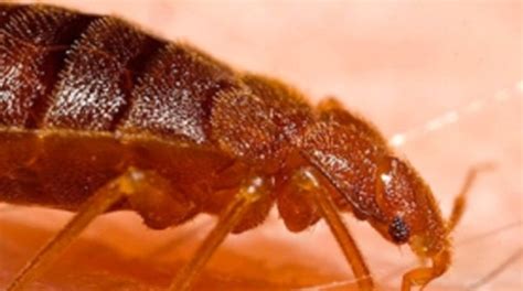 Massive Resistance Bed Bugs Genetic Armor Shields Them