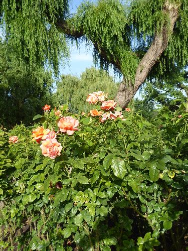 Queen Marys Rose Garden Regents Park London Nigel Turner Flickr