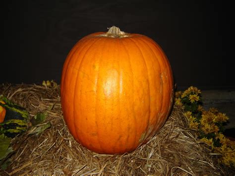 Salem Ma Pumpkin