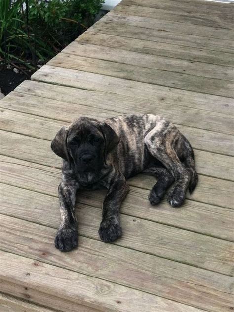 What Cotton Would Have Looked Like As A Pup Brindle