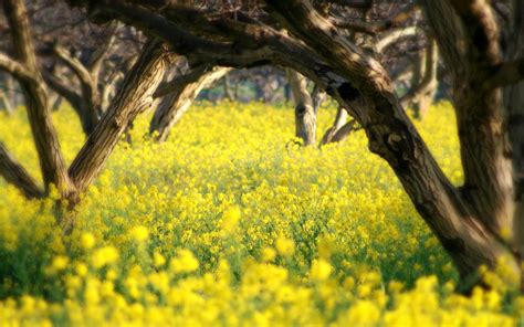 Yellow Flowers Trees Nature Landscape San Luis Obispo