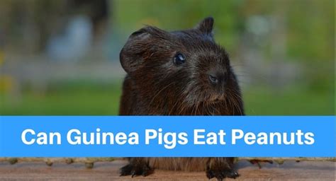 Do not feed raw salmon to your cat. Can Guinea Pigs Eat Peanuts? - Petsolino