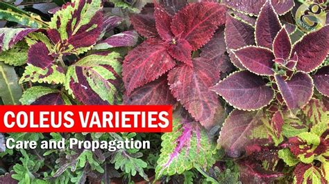 How To Grow Coleus Plant Care And How To Propagate From Cuttings