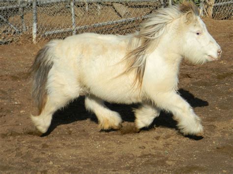 Pygmy Pony