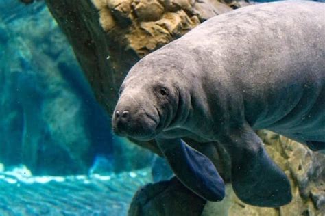 Manatee Animal Facts A Z Animals