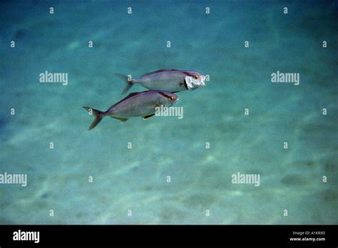 Greater Amberjackseriola Dumerili Halkidikigreeceaegean