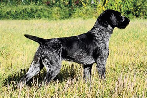 Why You Should Consider German Breeds For Your Next Gun Dog