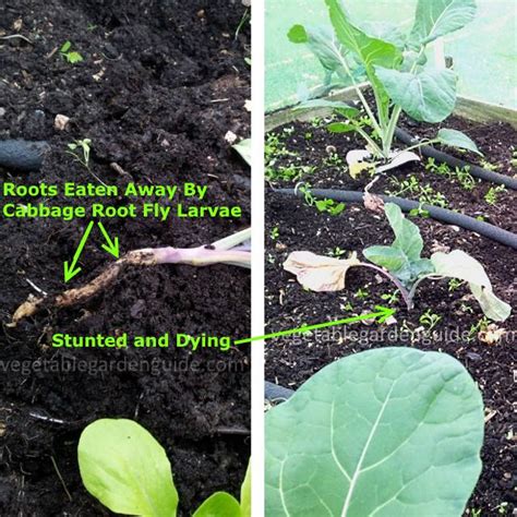 Growing Broccoli For Best Results Vegetable Growing Tips And Pictures