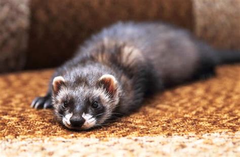 Do Ferrets And Cats Get Along Complete Guide