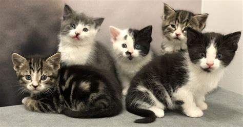 Pic Of Cats And Kittens Proud Cats Love Their Kittens Compilation