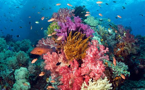 Sunscreen Protecting You But Harming Coral Siowfa15 Science In Our World Certainty And