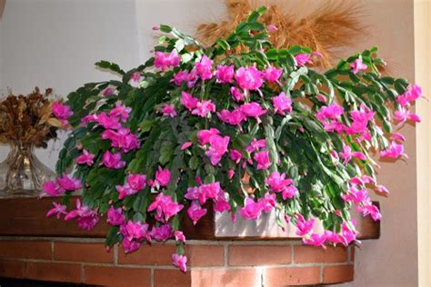 Ad by forge of empires. Christmas Cactus Pruning - Overgrown and General Trimming