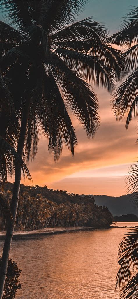 Silhouette Of Palm Tree During Golden Hour Iphone 11