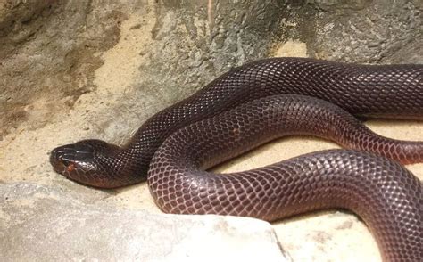 10 Different Types Of Cobras With Pictures Animalstart