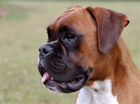 350 Boxer Dog Names Popular Male And Female Names Petpress Boxer