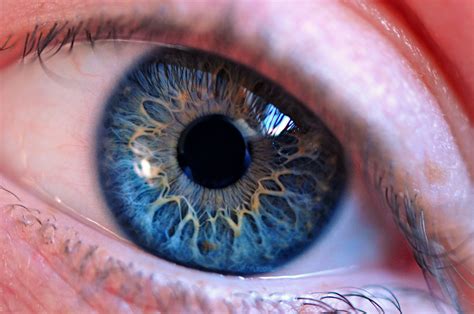 Free photo: Blue Human Eye - Blue eyes, Close -up, Colors - Free