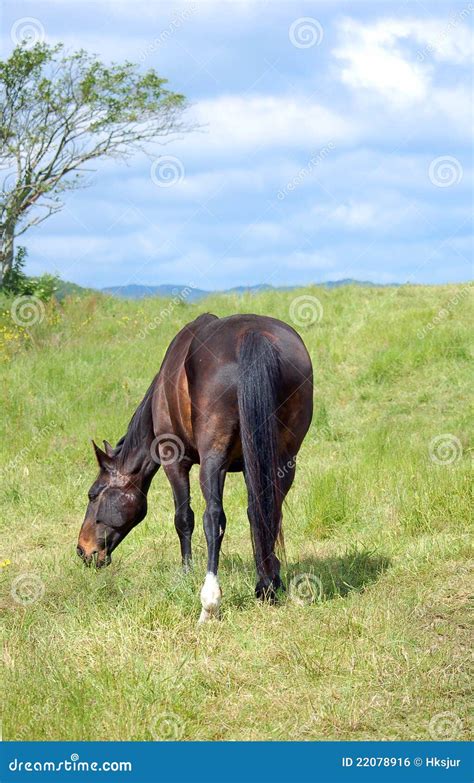 Brown Horse Eating Grass On The Field Royalty Free Stock Image Image