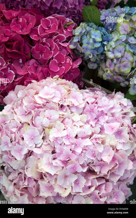 Hydrangea Flower Heads On Portobello Market Stall Stock Photo Alamy