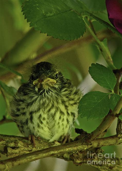 Baby Chipping Sparrow Photograph By Deborah Johnson Fine Art America