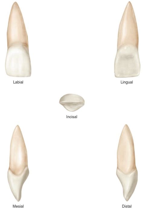 The Permanent Maxillary Incisors Dental Anatomy Physiology And