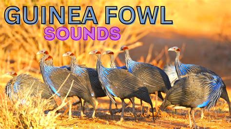 Guinea Fowl Noise Guineafowls Bird Sounds Birds Sound Youtube