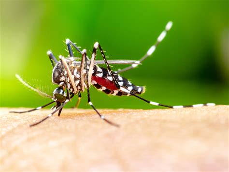 A byte contains enough information to store a single ascii character, like h. Why Do Mosquito Bites Itch? | Britannica