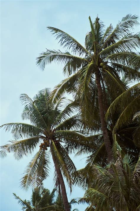 Green Palm Trees · Free Stock Photo