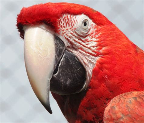 Parrot Macaw Red