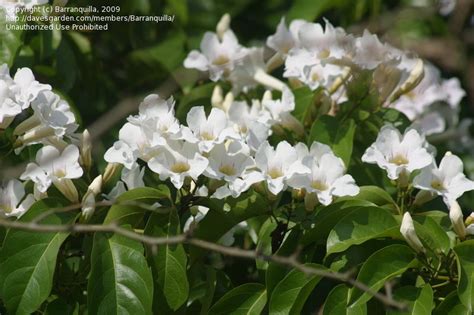 Plant Identification White Flowering Tropical Vine 1 By Barranquilla