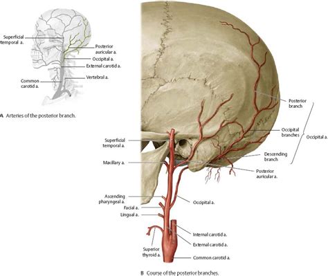 The carotid arteries are a pair of large blood vessels that carry blood from the heart to the brain. Neurovasculature of the Skull & Face - Atlas of Anatomy