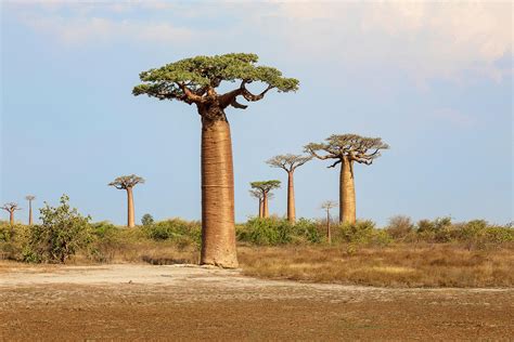 11 Incredible Trees Around The World