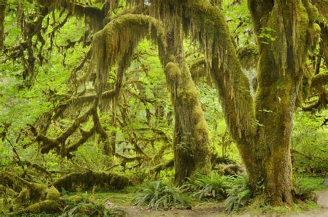 Hoh Rain Forest Olympic National Park Alan Crowe Photography
