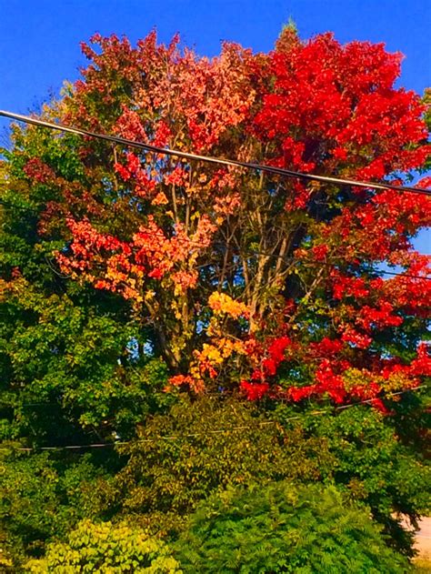 Fall Colours Northern Ontario Smithsonian Photo Contest Smithsonian