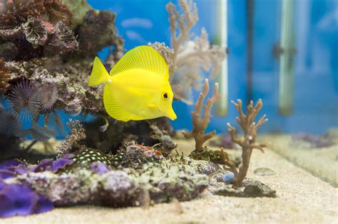 Bringing Nemo Home How To Get A Saltwater Fish Tank Set Up Gtr