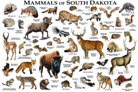 Mammals Of South Dakota Print South Dakota Mammals Field Guide