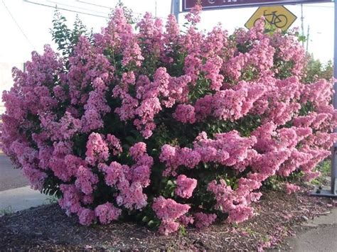 The Deciduous Crape Myrtle Is Among The Longest Blooming Shrubs Up To