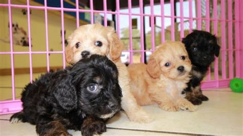 But in fact this isn't the only possible outcome! Cuddly Cavapoo Puppies For Sale, Georgia Local Breeders ...