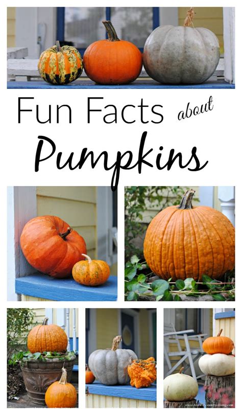 The puffin will probably remind you of the (completely unrelated) penguin. Fun Facts about Pumpkins - Town & Country Living
