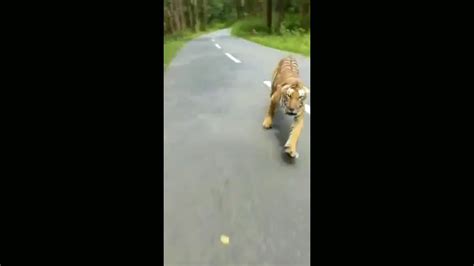 Tiger Chase Down A Biker Create A Death Situation Youtube