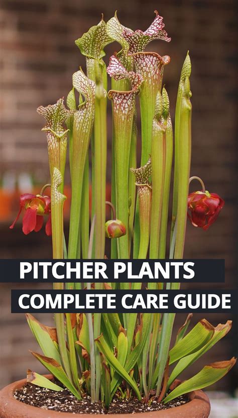 Growing as a bathroom plant nepenthes will enjoy the humidity only pitcher plant species native to india. This weekend it's all amount the #Pitcher #Plant. They ...