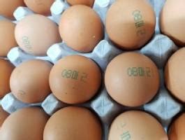살충제 계란 기준초과 32곳 소비자 불신 팽배 이그린뉴스