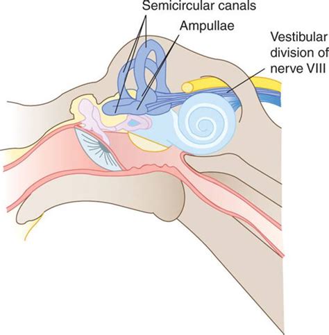 The Vestibular System Clinical Neuroanatomy 28 Ed