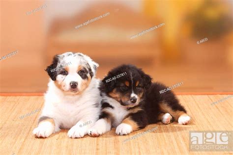 Australian Shepherd Puppies Black Tri And Blue Merle Stock Photo