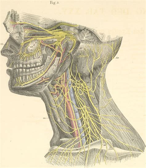 Deep Nerves Of The Head And Neck Left Side