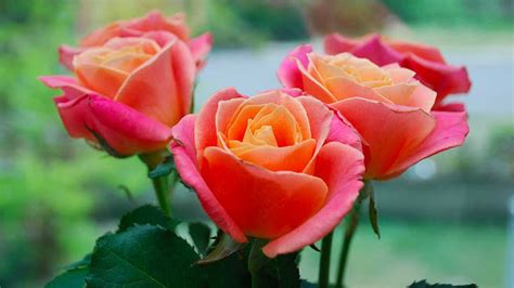 Paling Hits 30 Bunga Mawar Yang Segar Galeri Bunga Hd