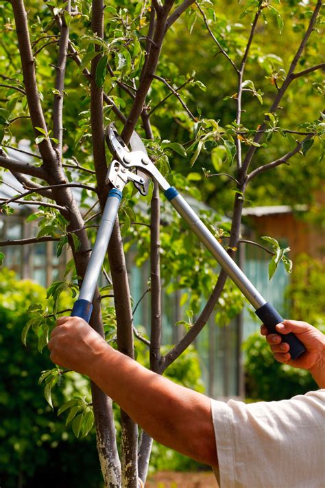 Top 3 Reasons Why Oak Tree Pruning Is Best Done In Fall And Winter