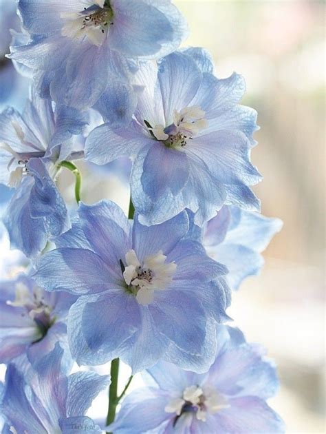 Light Blue Delphinium Flower Delphinium Azul Delphinium Flowers