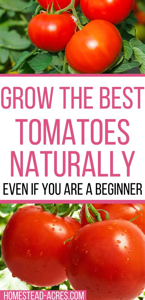 How To Grow Tomatoes Ultimate Beginners Guide In 2020 Growing