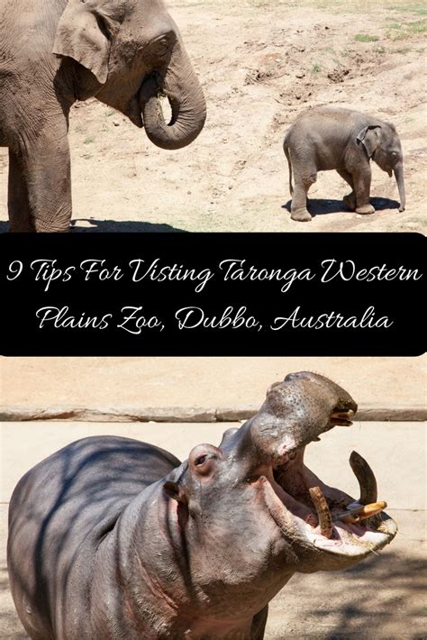 9 Tips For Visting Taronga Western Plains Zoo Dubbo Adventure Baby